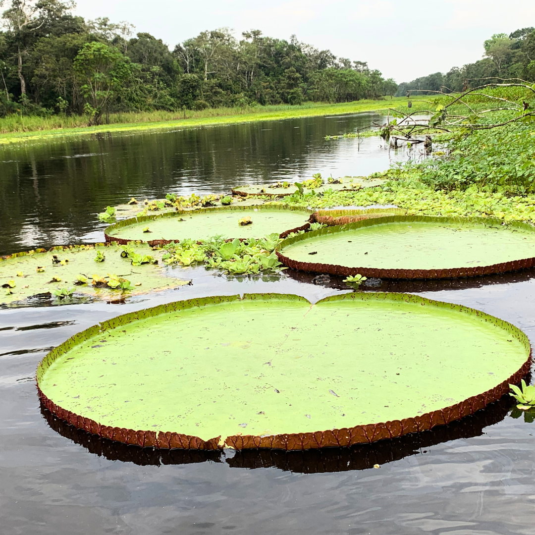 Victoria Regia