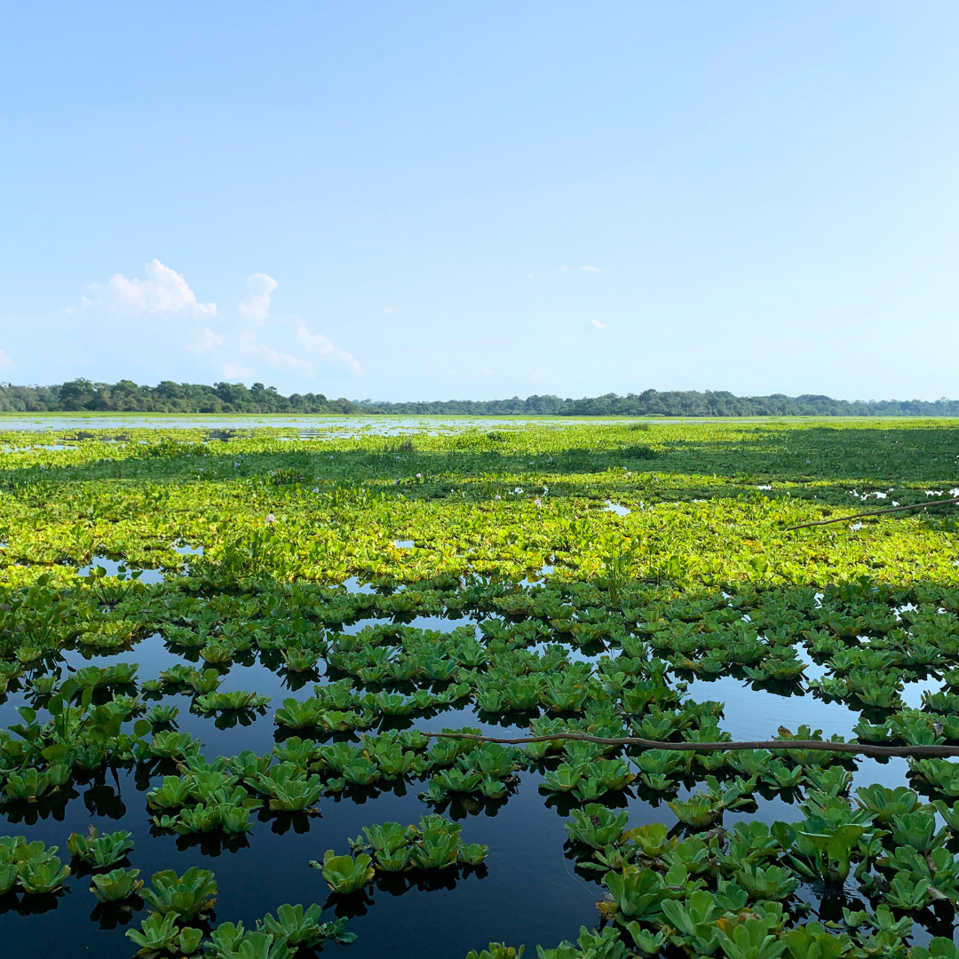 Río Amazonas