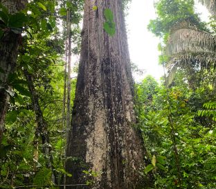 Hola Amazonas